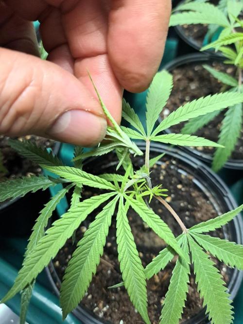 Biscotti#7 Zamnesia CLONE. Week 5 - DAY39 Topping