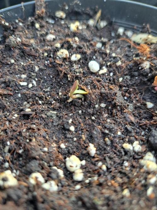 Sour Papaya. Week 0 - DAY5 1st seedling popping-up