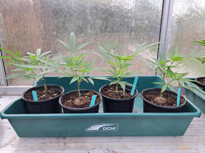 Biscotti#7 Zamnesia CLONE. Week 6 - DAY53