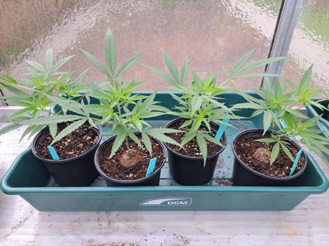 Biscotti#7 Zamnesia CLONE. Week 6 - DAY53