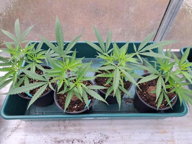 Biscotti#7 Zamnesia CLONE. Week 6 - DAY53
