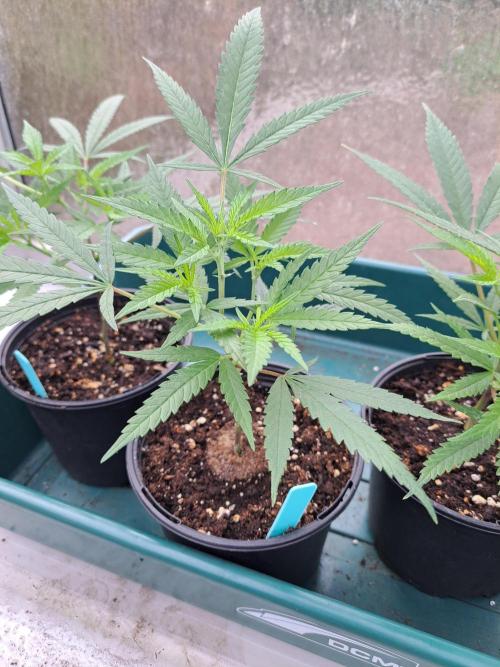 Biscotti#7 Zamnesia CLONE. Week 6 - DAY53