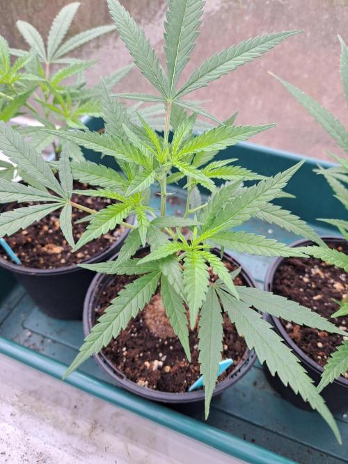 Biscotti#7 Zamnesia CLONE. Week 6 - DAY53