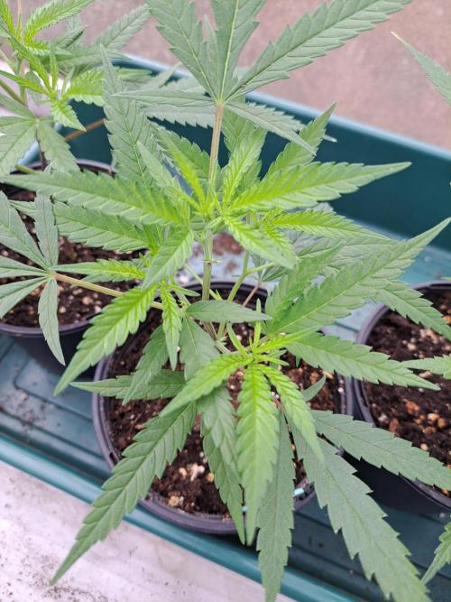 Biscotti#7 Zamnesia CLONE. Week 6 - DAY53