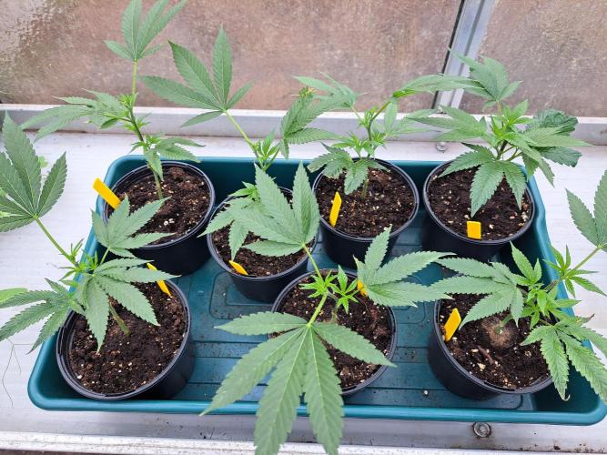 GH Cookies Gelato CLONE. Week 6 - DAY44