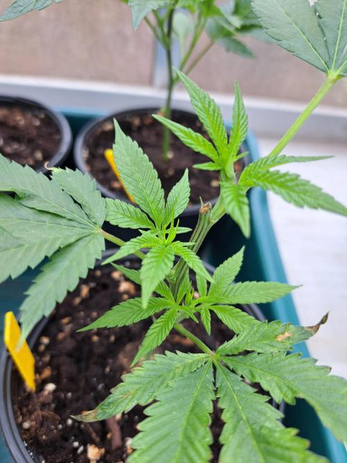 GH Cookies Gelato CLONE. Week 6 - DAY44