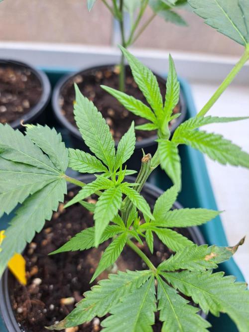 GH Cookies Gelato CLONE. Week 6 - DAY44