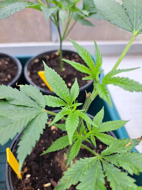 GH Cookies Gelato CLONE. Week 6 - DAY44