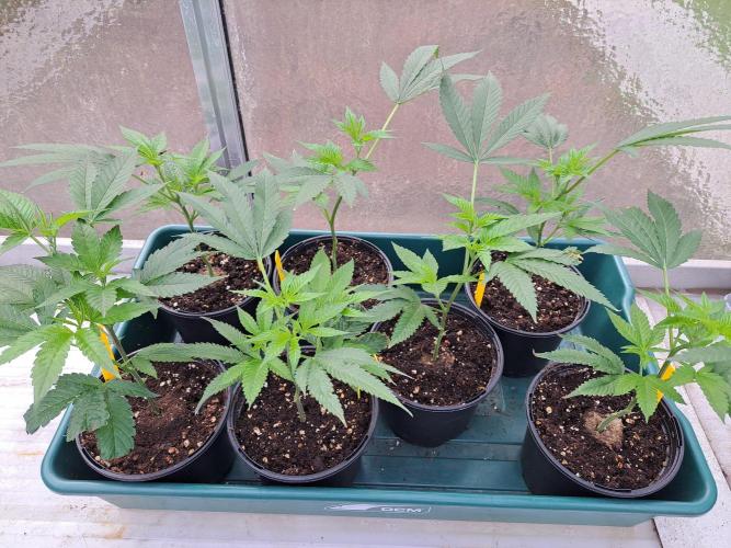 GH Cookies Gelato CLONE. Week 7 - DAY48