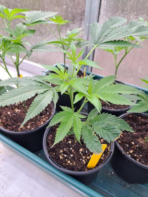 GH Cookies Gelato CLONE. Week 7 - DAY48