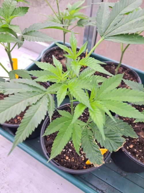 GH Cookies Gelato CLONE. Week 7 - DAY48
