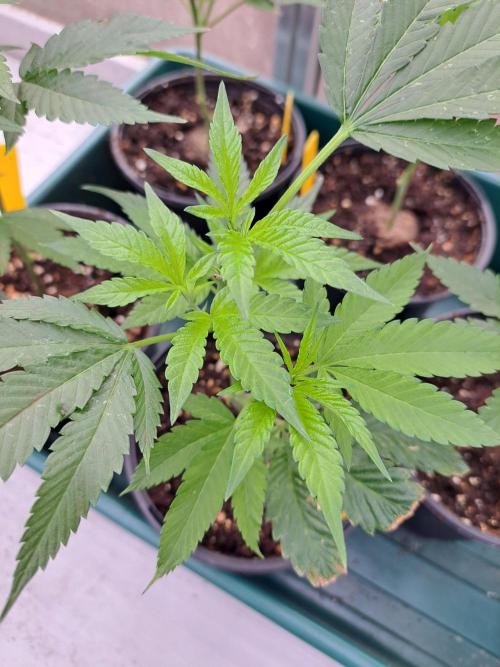 GH Cookies Gelato CLONE. Week 7 - DAY48