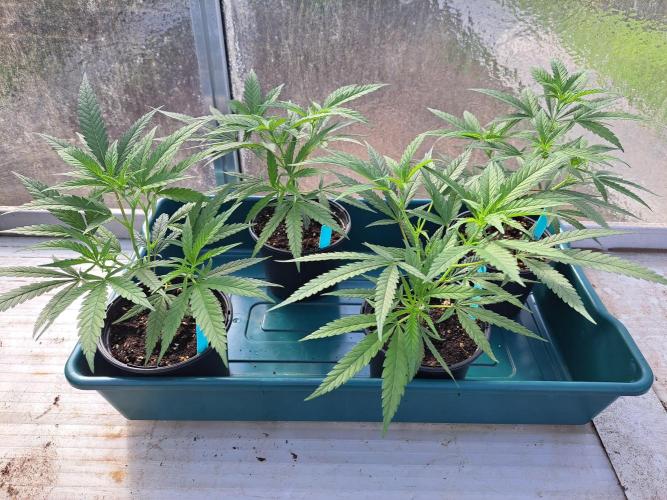 Biscotti#7 Zamnesia CLONE. Week 7 - DAY58
