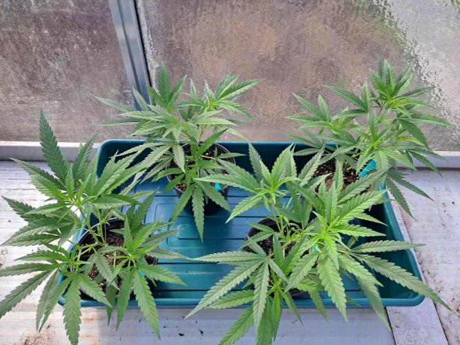 Biscotti#7 Zamnesia CLONE. Week 7 - DAY58