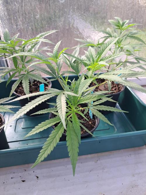 Biscotti#7 Zamnesia CLONE. Week 7 - DAY58