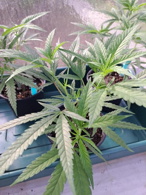 Biscotti#7 Zamnesia CLONE. Week 7 - DAY58