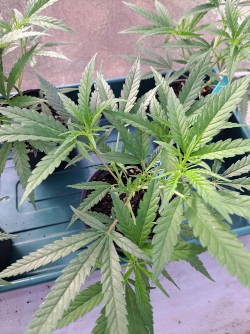 Biscotti#7 Zamnesia CLONE. Week 7 - DAY55