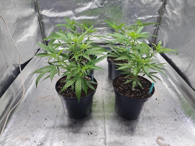 Biscotti#7 Zamnesia CLONE. Week 8 - DAY64 during the night, plants are in a tent with LED-light