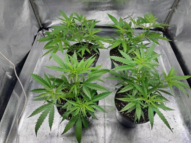 Biscotti#7 Zamnesia CLONE. Week 8 - DAY64 during the night, plants are in a tent with LED-light