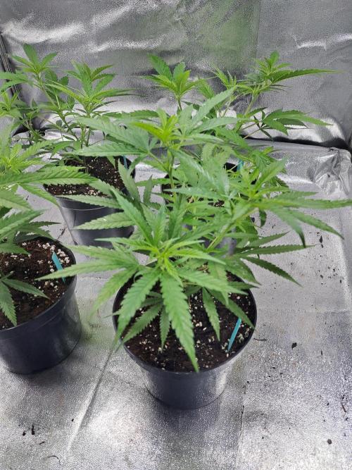Biscotti#7 Zamnesia CLONE. Week 8 - DAY64 during the night, plants are in a tent with LED-light