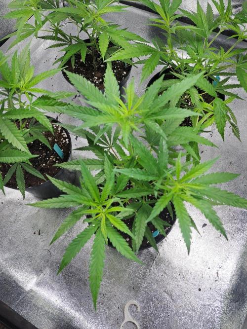 Biscotti#7 Zamnesia CLONE. Week 8 - DAY64 during the night, plants are in a tent with LED-light