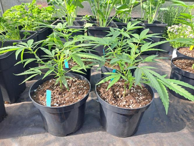 Biscotti#7 Zamnesia CLONE. Week 8 - DAY64 During the day, plants are In the greenhouse