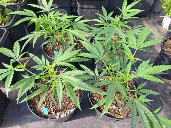 Biscotti#7 Zamnesia CLONE. Week 8 - DAY64 During the day, plants are In the greenhouse