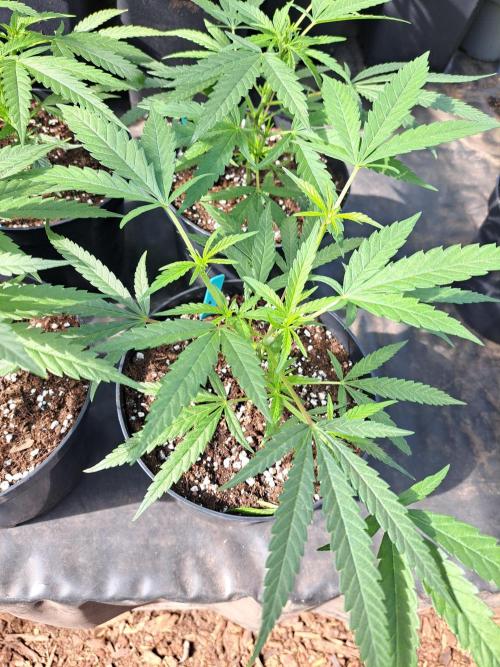 Biscotti#7 Zamnesia CLONE. Week 8 - DAY64 During the day, plants are In the greenhouseDAY59