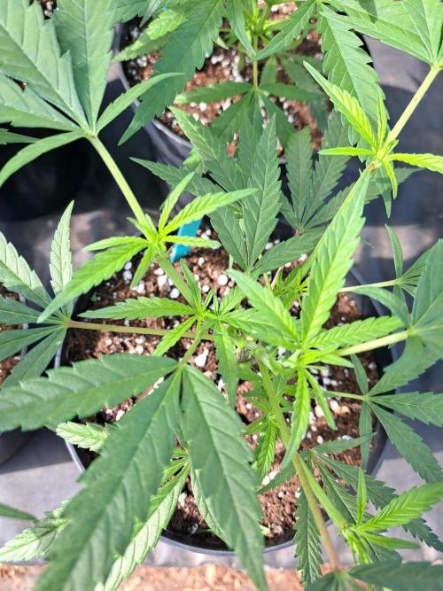Biscotti#7 Zamnesia CLONE. Week 8 - DAY64 During the day, plants are In the greenhouse