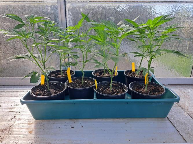 GH Cookies Gelato CLONE. Week 8 - DAY53