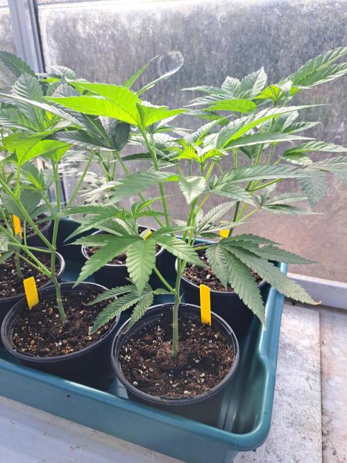 GH Cookies Gelato CLONE. Week 8 - DAY53