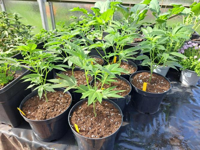 GH Cookies Gelato CLONE. Week 8 - DAY53
