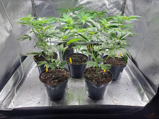 GH Cookies Gelato CLONE. Week 9 - DAY59 Before topping