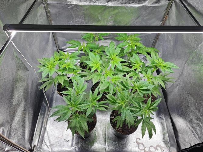 GH Cookies Gelato CLONE. Week 9 - DAY59 Before topping