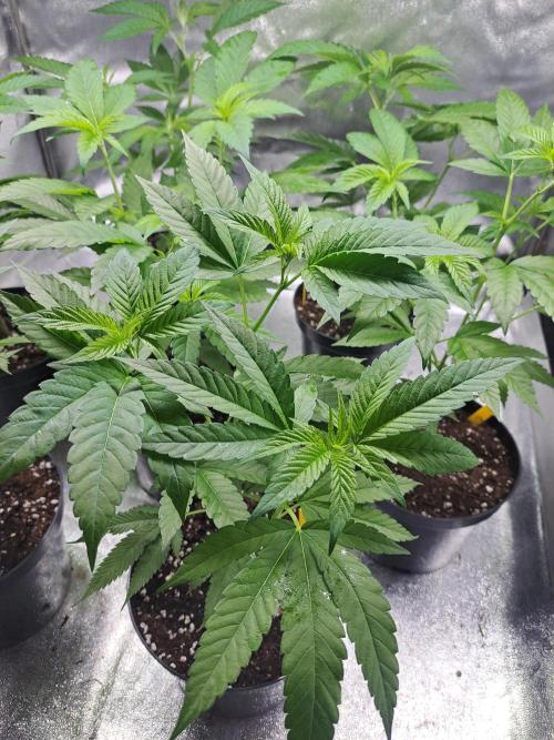 GH Cookies Gelato CLONE. Week 9 - DAY59 Before topping
