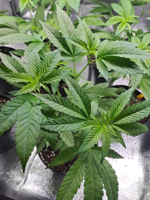 GH Cookies Gelato CLONE. Week 9 - DAY59 Before topping