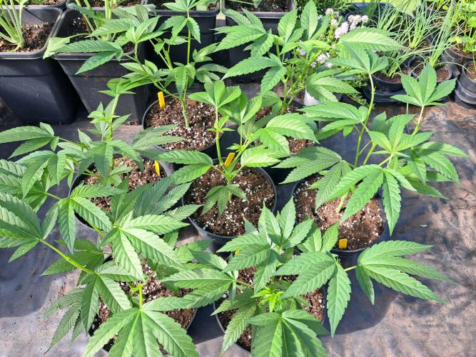 GH Cookies Gelato CLONE. Week 9 - DAY59 After topping