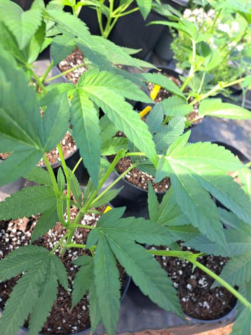 GH Cookies Gelato CLONE. Week 9 - DAY59 After topping