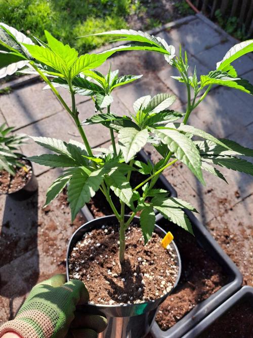 GH Cookies Gelato CLONE. Week 10 - DAY68 Before transplantation