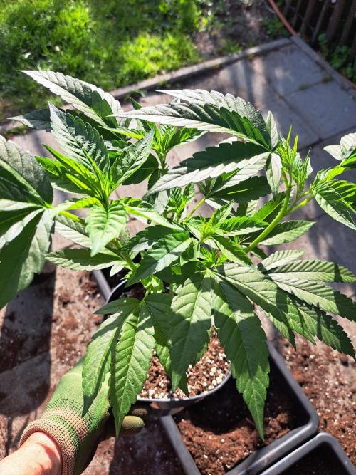 GH Cookies Gelato CLONE. Week 10 - DAY68 Before transplantation
