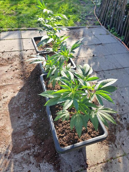 GH Cookies Gelato CLONE. Week 10 - DAY68 After transplantation