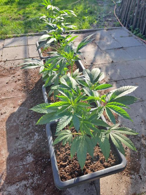 GH Cookies Gelato CLONE. Week 10 - DAY68 After transplantation