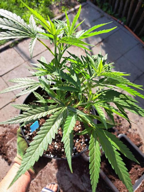 Biscotti#7 Zamnesia CLONE. Week 9 - DAY73