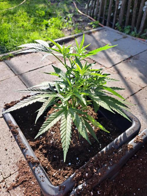Biscotti#7 Zamnesia CLONE. Week 9 - DAY73