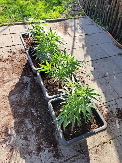 Biscotti#7 Zamnesia CLONE. Week 9 - DAY73
