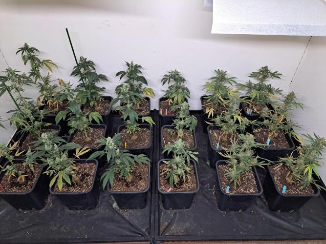 #NOVEGCANNABIS Challenge. Week 12 - DAY50 Overview