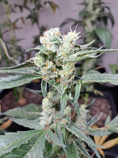 #NOVEGCANNABIS Challenge. Week 12 - DAY50 Cookies Gelato