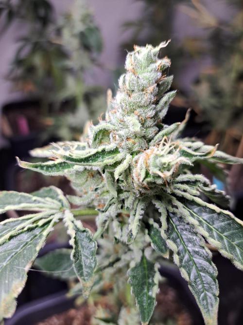 #NOVEGCANNABIS Challenge. Week 12 - DAY50 Wedding Gelato