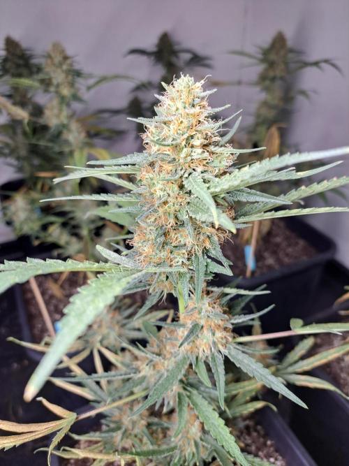 #NOVEGCANNABIS Challenge. Week 12 - DAY50 Biscotti #7