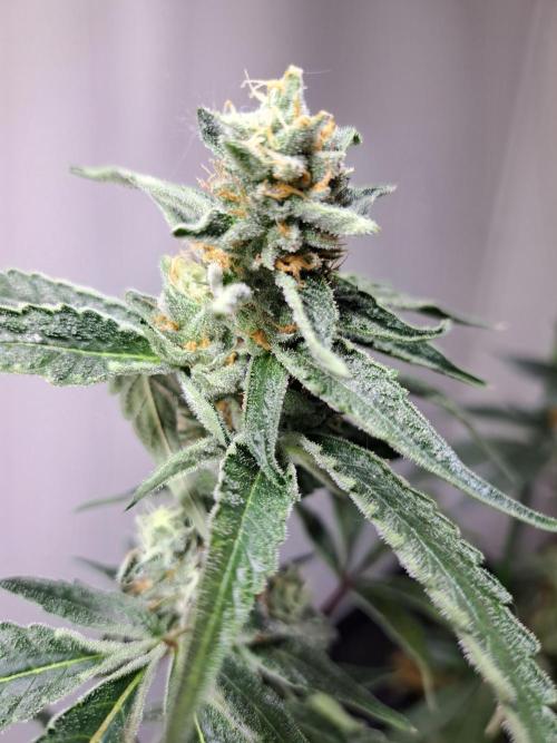 #NOVEGCANNABIS Challenge. Week 12 - Triple G